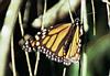 Monarch Butterflies 9