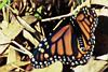 Monarch Butterflies 0