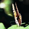 Monarch Butterflies 1