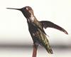 hummingbird 06