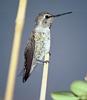 hummingbird 32